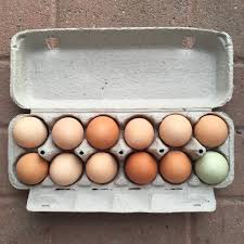 Fresh Farm Eggs